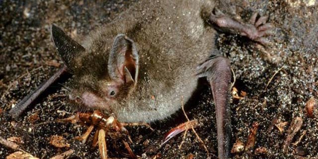 The bat Mystacina tuberculata, which lives in New Zealand's old-growth forests, is related to the prehistoric walking bat uncovered by researchers.