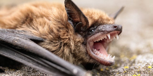 bat showing teeth