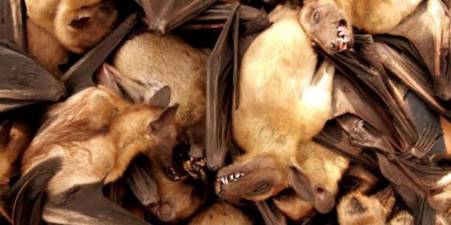 Fruit bats are seen for sale at a food market in Brazzavile, Republic of Congo, in this file photograph.