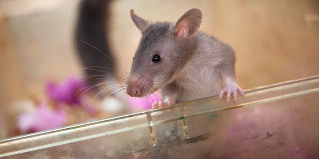 Infant rat stands, in Morogoro, Tanzania, ahead of its training to detect trafficked pangolin parts and smuggled hardwood timber.
