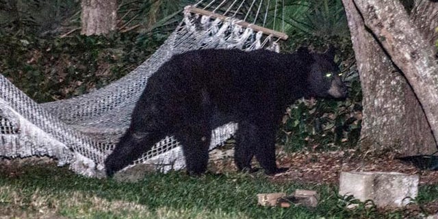 May 30, 2014: A black bear leaves a residential back yard in Daytona Beach, Florida.