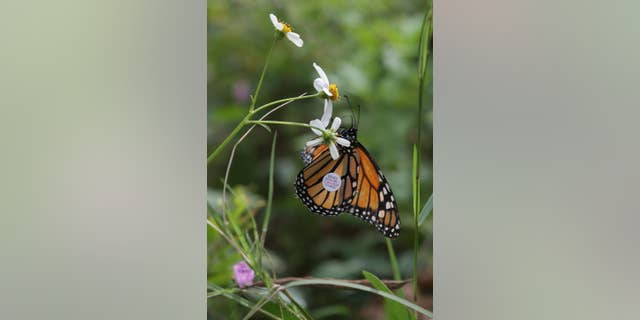 A newly tagged Monarch butterfly enjoys its first taste of wildflowers at the Conservation Park on Saturday, Sept. 27, 2014, in Panama City Beach, Fla. Monarchs were tagged and released from the park Saturday to track their movements as they migrate south. (AP Photo/The News Herald, Heather Leiphart)