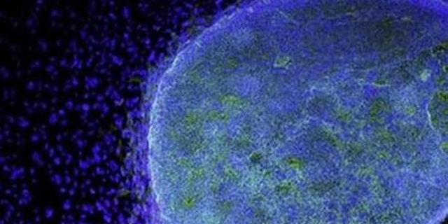 3 Ditangkap karena menyelundupkan obat sel induk ajaib