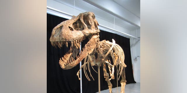 Just as this dinosaur specimen, a relative of Tyrannosaurus rex, went up for auction on May 20, a question arose as to whether or not it was taken illegally from Mongolia.