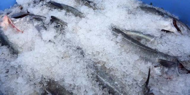 Goethel puts his catch on ice after unloading at the Yankee Fisherman's Co-op in Seabrook.