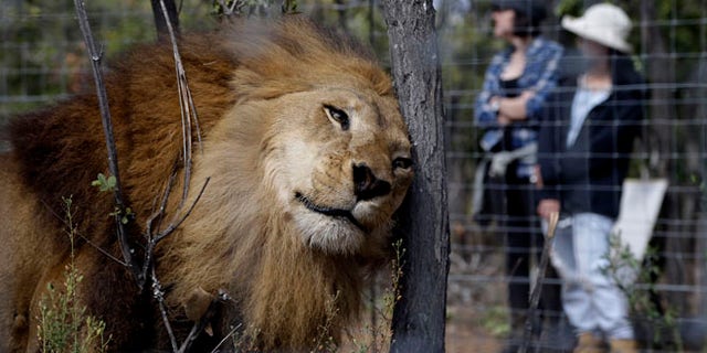 A former circus lion at Emoya Big Cat Sanctuary in Vaalwater, South Africa, Sunday, May 1, 2016.