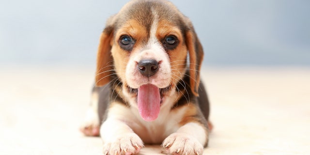 According to Chinese scientists, 400 out of 900 genetic diseases in dogs closely match those found in humans.