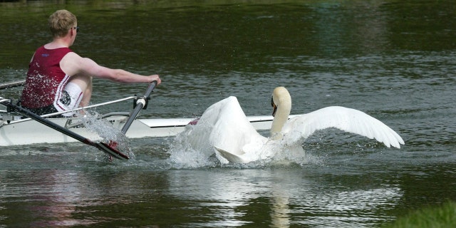 The rowdy swan was seen pecking at people, attacking tourists, eating sandwiches, and even trying to steal handbags.