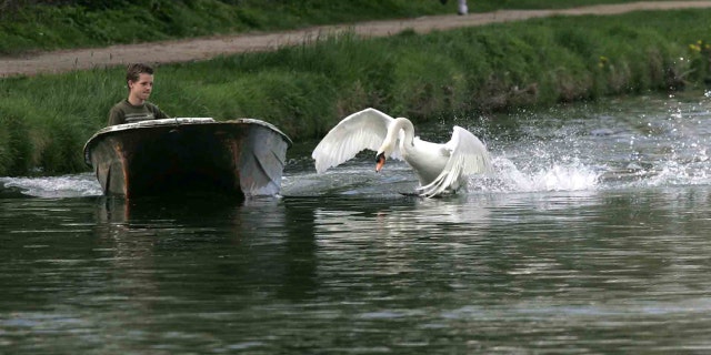 A swan believed to be Asboy's "grandfather" was removed six years ago for exhibiting similar behavior.