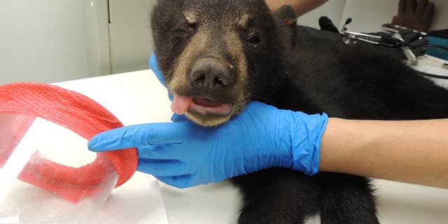 The cubs are slated to be released back into the wild in April 2019.