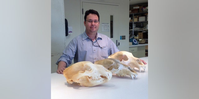 Eliécer Gutiérrez, a researcher who helped debunk a recent study on the yeti, with bear skulls at the Smithsonian’s National Museum of Natural History.