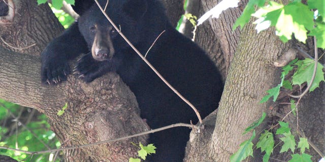 The black bear was sedated before it was removed from the tree.
