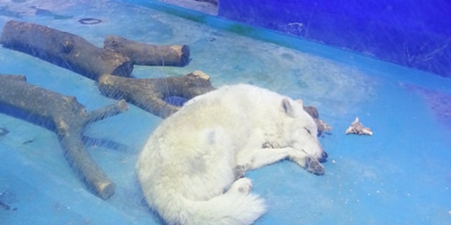 (Animals Asia)