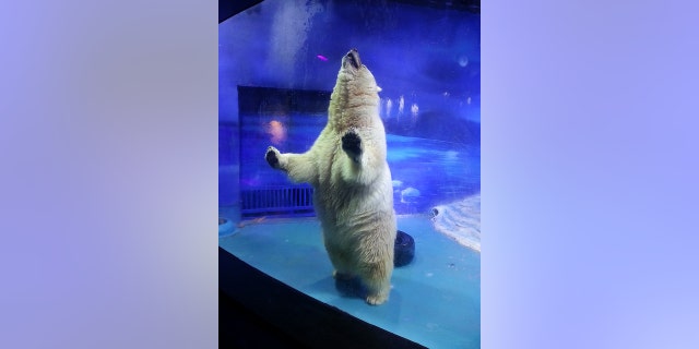 (Animals Asia)