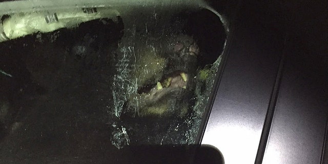 An officer quickly opened the door and ran to the other side of the vehicle as the bear climbed out and scampered away, apparently unharmed. The car didn’t fare as well.