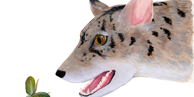 This undated illustration provided by Monica Jurik and The Field Museum in Chicago, shows the artist's reconstruction of an early 38 million year-old beardog.