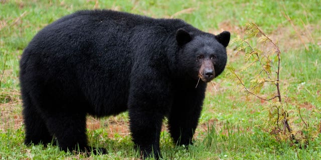 bear jersey istock