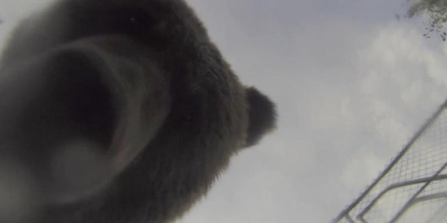 The grizzly bear that stole John Kitchin's GoPro.