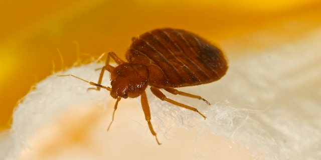 For the second year in a row, Baltimore ranked as the worst city for bed bug infestation.