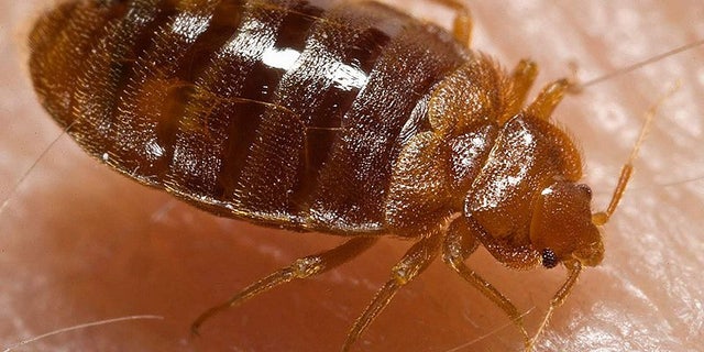 Bed bugs copulate via "traumatic insemnation." It sounds as bad as it is: the male bed bug will simply pierce the female's abdomen with his penis and inject sperm into the wound.