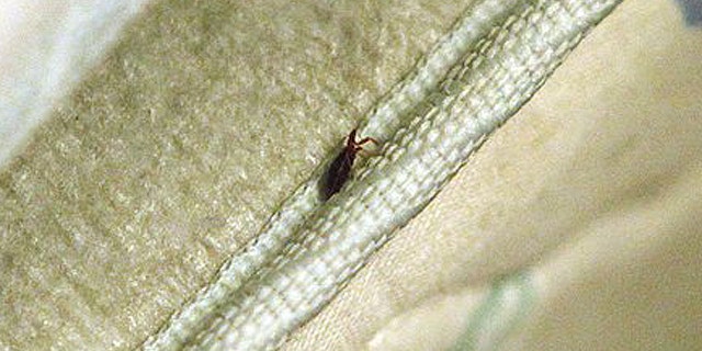 Aug. 25, 2010: Bed bug is found in a mattress at the home of Delores Stewart, in Columbus, Ohio. A resurgence of bedbugs across the U.S. has homeowners and apartment dwellers taking desperate measures to eradicate the tenacious bloodsuckers, with some relying on dangerous outdoor pesticides and fly-by-night exterminators.