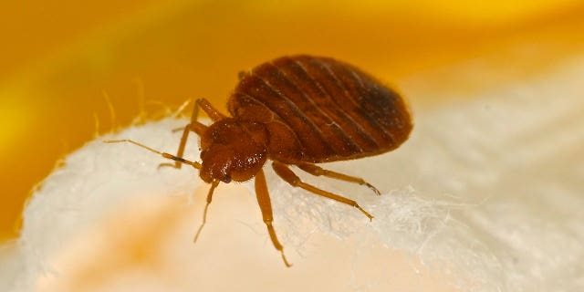 bed bug istock