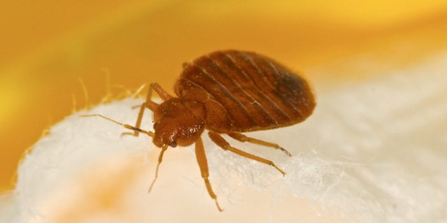 Telltale signs of a bed bug infestation are blood or poop on the mattress.