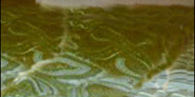 A photo was included in the notes in 2004 of the bedspread allegedly involved in Tinsley's murder.