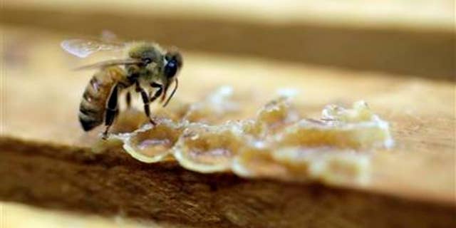 FILE - In this July 16, 2014, file photo, a bee works on a honeycomb the Gene Brandi Apiary in Los Banos, Calif. The Environmental Protection Agency has found that a major pesticide harms honeybees when used on cotton and citrus but not on other big crops like corn, berries and tobacco. (AP Photo/Marcio Jose Sanchez, File)