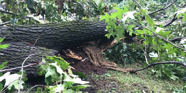 The bees rescued Monday may eventually be relocated again to the hives Berben manages on campus.