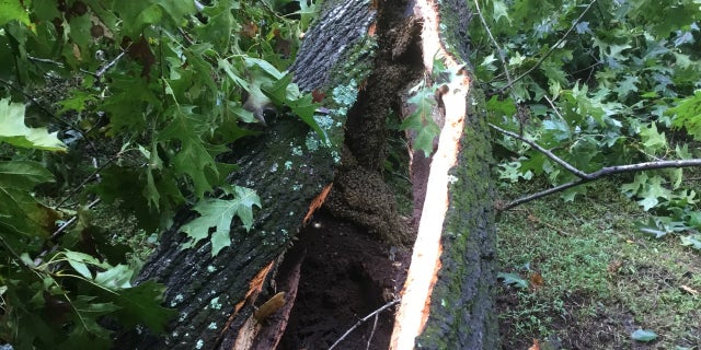 There was an estimated 70,000 bees at the site, according to the university.