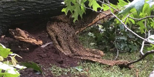 The tree was "full of bees. Lots of bees," Karla Connelly, an administrative assistant in facilities, said.