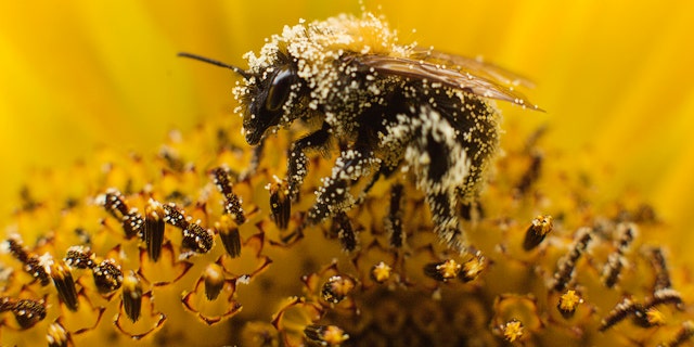 File photo - A bee collects pollen from a sunflower in Utrecht July 27, 2010. (REUTERS/Michael Kooren)