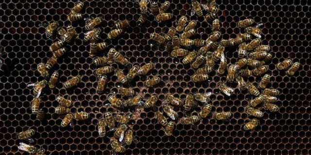 Bees gather on a partially empty hive at an apiary at Maria Pinto town, some 53 km northwest of Santiago April 18, 2011. The La Nina weather front in Chile is causing a decline in the country's bee population and the honey harvest has consequently fallen by some 60 to 70 percent, according Chile's National Beekeeping Association. Drought conditions alter the flowering patterns of plants, affecting the availability of nectar, which in turn makes survival harder for bees. Picture taken April 18, 2011. REUTERS/Ivan Alvarado (CHILE - Tags: AGRICULTURE BUSINESS ENVIRONMENT FOOD)