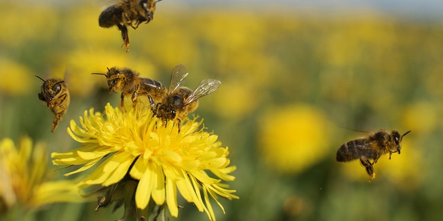 More than 25 million bees were accidentally freed last week when a semitrailer holding the insects overturned on the interstate in Utah.