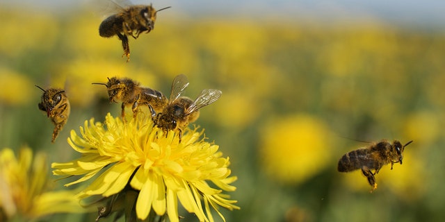 More than 25 million bees were accidentally freed last week when a semitrailer holding the insects overturned on the interstate in Utah.