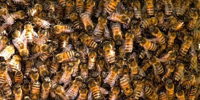 Bee hive in Paloverde tree in Sonoran Desert, Arizona