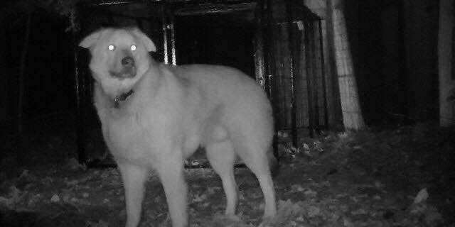 Granite State Dog Recovery