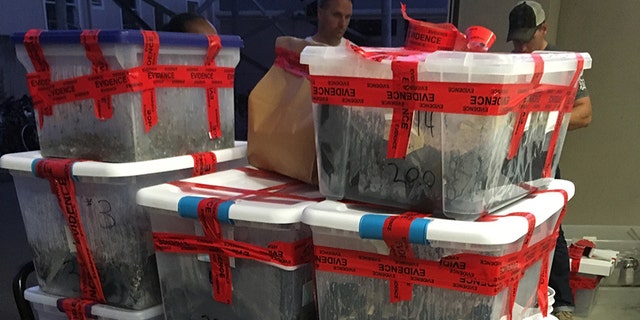 Some of the 677 pounds of mushrooms seized at a Berkeley home over the weekend.