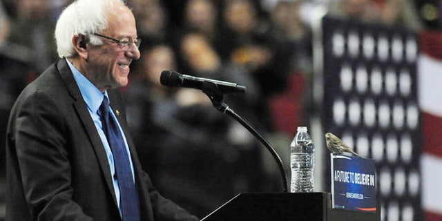 Democratic presidential candidate Sen. Bernie Sanders, I-Vt., smiles as a bird lands on his podium as he speaks during a rally at the Moda Center in Portland, Ore., Friday, March 25, 2016. (AP Photo/Steve Dykes)