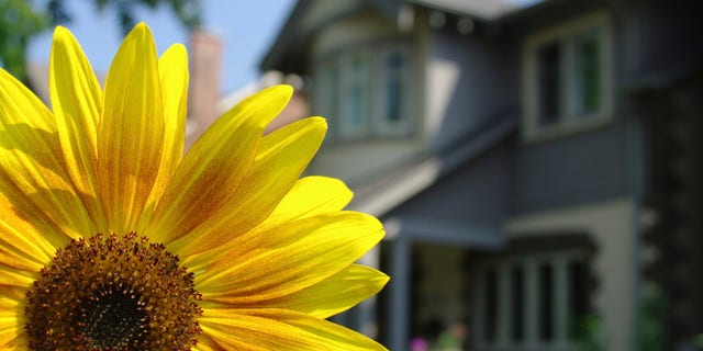 A bright yellow flower with a home in the background