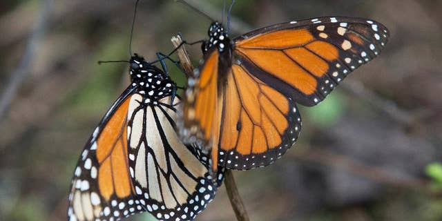 FILE - In this Jan. 4, 2015 file photo, monarch butterflies perch on a twig at the Piedra Herrada sanctuary, near Valle del Bravo, Mexico. Monarch butterflies have begun entering Mexico on their annual migration from the United States and Canada in October 2015. Mexico's Environment Department said Thursday, Oct. 8, 2015 that the butterflies had been spotted by park rangers entering Coahuila state, on the border with Texas. (AP Photo/Rebecca Blackwell, File)