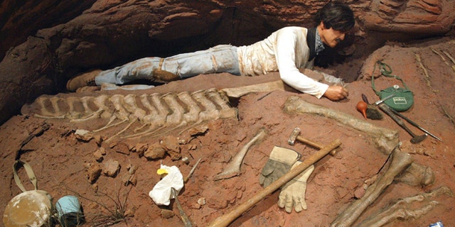 402200 03: A paleontologist digs for dinosaur bones in this life-size model of the "Tiniest Giants: Discovering Dinosaur Eggs" exhibit March 12, 2002 at Chicagos Field Museum. The exhibit comes from the 1997 discovery in southern Argentina of the largest nesting site of dinosaur eggs ever found. More than a mile square, the site held tens of thousands of eggs, some containing fossilized embryos so well preserved the scientists could see patterns of reptilian scales in their skin. "Tiniest Giants: Discovering Dinosaur Eggs" was developed by the Natural History Museum of Los Angeles County and the Carmen Funes Museum of Argentina. The exhibit is open at the Field Museum through September 2, 2002. (Photo by Tim Boyle/Getty Images)
