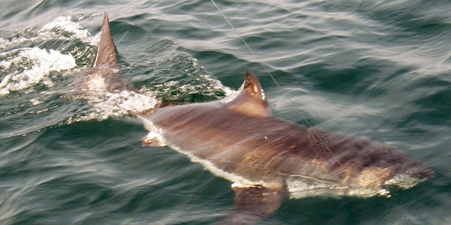 June 26: A juvenile great white shark swims in the Atlantic Ocean about 20 miles off the coast of Gloucester, Mass., in the rich fishing ground known as Stellwagen Bank. The shark was pulled up by Gloucester-based Sweet Dream III, tagged, and returned to the sea.
