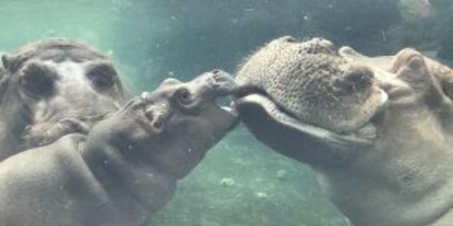 Henry, the father of the famous baby hippo Fiona died Tuesday, the Cincinnati Zoo announced.