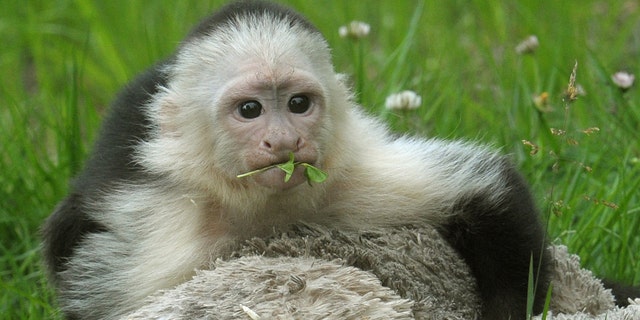 White headed capuchin monkey Mally sits in the new monkey open-air enclosure at Serengeti Park near Hodenhagen, Germany, Wednesday June 26, 2013. Mally the monkey, Canadian pop singer Justin Biebers former pet, has emerged from quarantine at his new German home three months after his then-owner brought him to the country. The 27-week-old capuchin monkey moved Wednesday into a new enclosure at the Serengeti Park in Hodenhagen, in northern Germany. (AP Photo/dpa,Holger Hollemann)