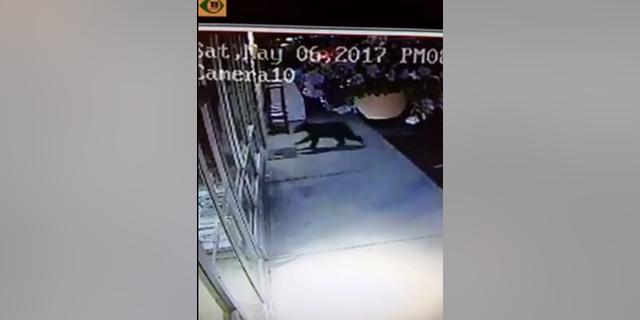 A surveillance video from Coulee Hardware in Washington captured a black bear crashing into the store’s front window on May 6, 2017.