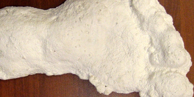 A cast of a supposed Bigfoot print taken from Siberia.