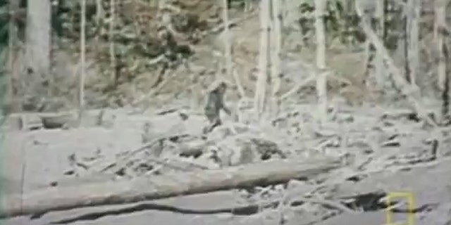 File photo: A still image of the infamous 1967 Roger Patterson film which appeared to show Bigfoot on film. (Credit: YouTube) (YouTube)