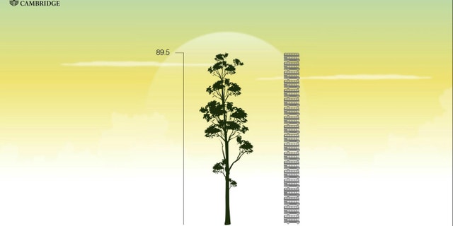 A yellow meranti tree found in Malaysia is estimated to stand as tall as 20 double-decker buses stacked on top of one another, as visualized in this scene from a University of Cambridge animation.